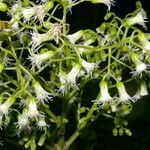 Neomirandea araliifolia flower picture by Nelson Zamora Villalobos (cc-by-nc)