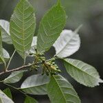 Sorocea trophoides leaf picture by Nelson Zamora Villalobos (cc-by-nc)