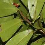 Souroubea sympetala leaf picture by Nelson Zamora Villalobos (cc-by-nc)