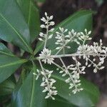 Ardisia revoluta flower picture by Nelson Zamora Villalobos (cc-by-nc)