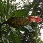 Costus laevis flower picture by Nelson Zamora Villalobos (cc-by-nc)