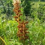 Orobanche caryophyllacea habit picture by Marjorie Berard (cc-by-sa)