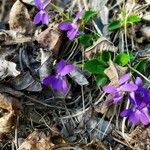 Viola hirta fruit picture by ines (cc-by-sa)