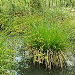 Carex elongata flower picture by oliparis (cc-by-sa)