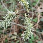 Salix caprea flower picture by Bertrand CHRETIEN (cc-by-sa)