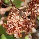 Rumex lunaria fruit picture by Sarami (cc-by-sa)