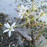 Ornithogalum divergens habit picture by Lionel Jacquot (cc-by-sa)