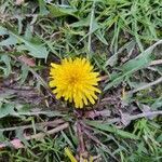 Taraxacum dissectum flower picture by osia majid (cc-by-sa)