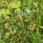 Plantago lanceolata flower picture by Vidal Toni (cc-by-sa)