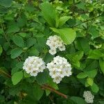 Spiraea chamaedryfolia flower picture by Daxi Li (cc-by-sa)