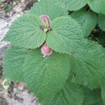 Lamium orvala leaf picture by The Raven Girl (cc-by-sa)