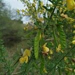 Cytisus arboreus fruit picture by Mallol Camprubí Albert (cc-by-sa)