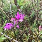 Arethusa bulbosa flower picture by Evan Bishko (cc-by-sa)