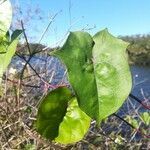 Ipomoea hederifolia leaf picture by Elly Hutchinson (cc-by-sa)