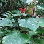 Clerodendrum speciosissimum leaf picture by Marcel Duchamp (cc-by-sa)