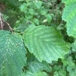 Alnus incana leaf picture by tof_2 (cc-by-sa)