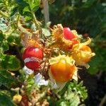 Solanum sisymbriifolium fruit picture by Kai Best (cc-by-sa)