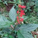 Salvia melissiflora leaf picture by Felipe Domingos de Souza Felipe (cc-by-sa)