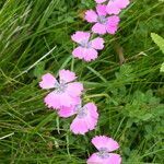 Dianthus pavonius habit picture by francois tissot (cc-by-sa)