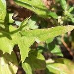 Urospermum picroides leaf picture by Monteiro Henrique (cc-by-sa)