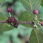 Sabicea panamensis fruit picture by Nelson Zamora Villalobos (cc-by-nc)