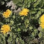 Doronicum grandiflorum flower picture by Michel Pellaux (cc-by-sa)