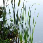 Typha angustifolia habit picture by Andrzej Konstantynowicz (cc-by-sa)