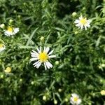 Symphyotrichum ericoides flower picture by Fleurien Leth FLG (cc-by-sa)