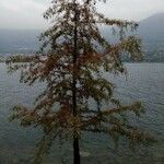 Taxodium distichum habit picture by Del Prete Fabio (cc-by-sa)