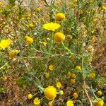 Glebionis coronaria habit picture by Maarten Vanhove (cc-by-sa)