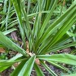 Camassia leichtlinii leaf picture by Sean Mayfield (cc-by-sa)