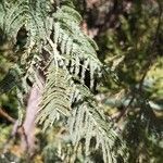 Acacia mearnsii leaf picture by Sarami (cc-by-sa)