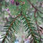 Erica australis leaf picture by Rico García Antonio (cc-by-sa)