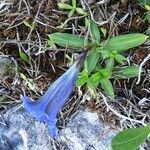 Gentiana clusii habit picture by Alain Bigou (cc-by-sa)