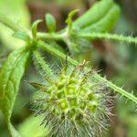 Dipsacus pilosus fruit picture by nicolas pecqueux (cc-by-sa)