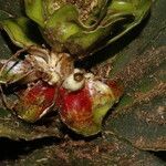 Costus malortieanus fruit picture by Nelson Zamora Villalobos (cc-by-nc)