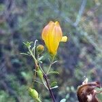 Keckiella antirrhinoides flower picture by Douglas￼ Bachman (cc-by-sa)