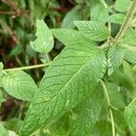 Blephilia hirsuta leaf picture by sherry gray (cc-by-sa)