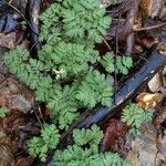 Dicentra cucullaria habit picture by Tasha Tchek (cc-by-sa)