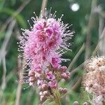 Spiraea salicifolia flower picture by cc dd (cc-by-sa)