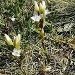 Gentianella campestris habit picture by Guy DR (cc-by-sa)