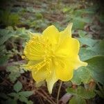 Oenothera drummondii flower picture by David Braun (cc-by-sa)