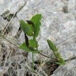 Aristolochia pistolochia habit picture by Denis Bastianelli (cc-by-sa)