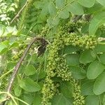 Gleditsia sinensis flower picture by Dieter Albrecht (cc-by-sa)