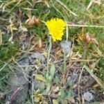 Pilosella glacialis flower picture by Annick Thiaudière (cc-by-sa)