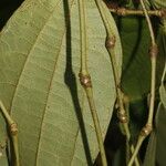 Piper dissimulans leaf picture by Nelson Zamora Villalobos (cc-by-nc)