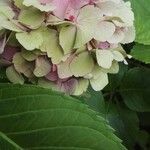 Hydrangea macrophylla flower picture by Kim Elmy (cc-by-sa)