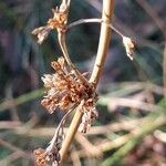 Juncus effusus fruit picture by jacques maréchal (cc-by-sa)