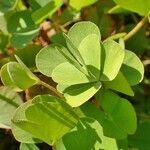 Marsilea quadrifolia habit picture by Yoan MARTIN (cc-by-sa)