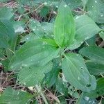 Saponaria officinalis leaf picture by Spaggiari Samantha (cc-by-sa)